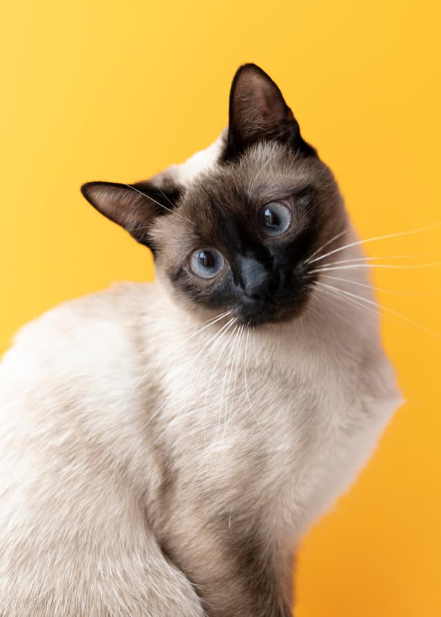cat image