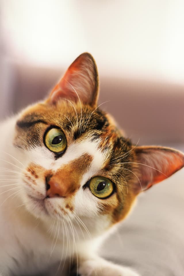 cat image