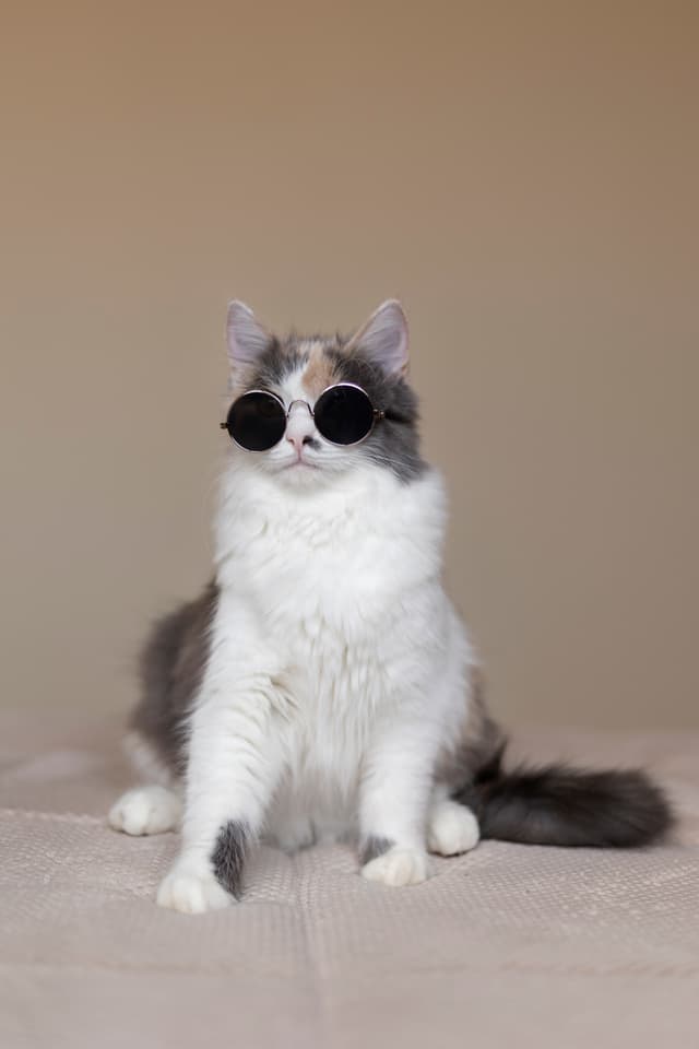 cat image